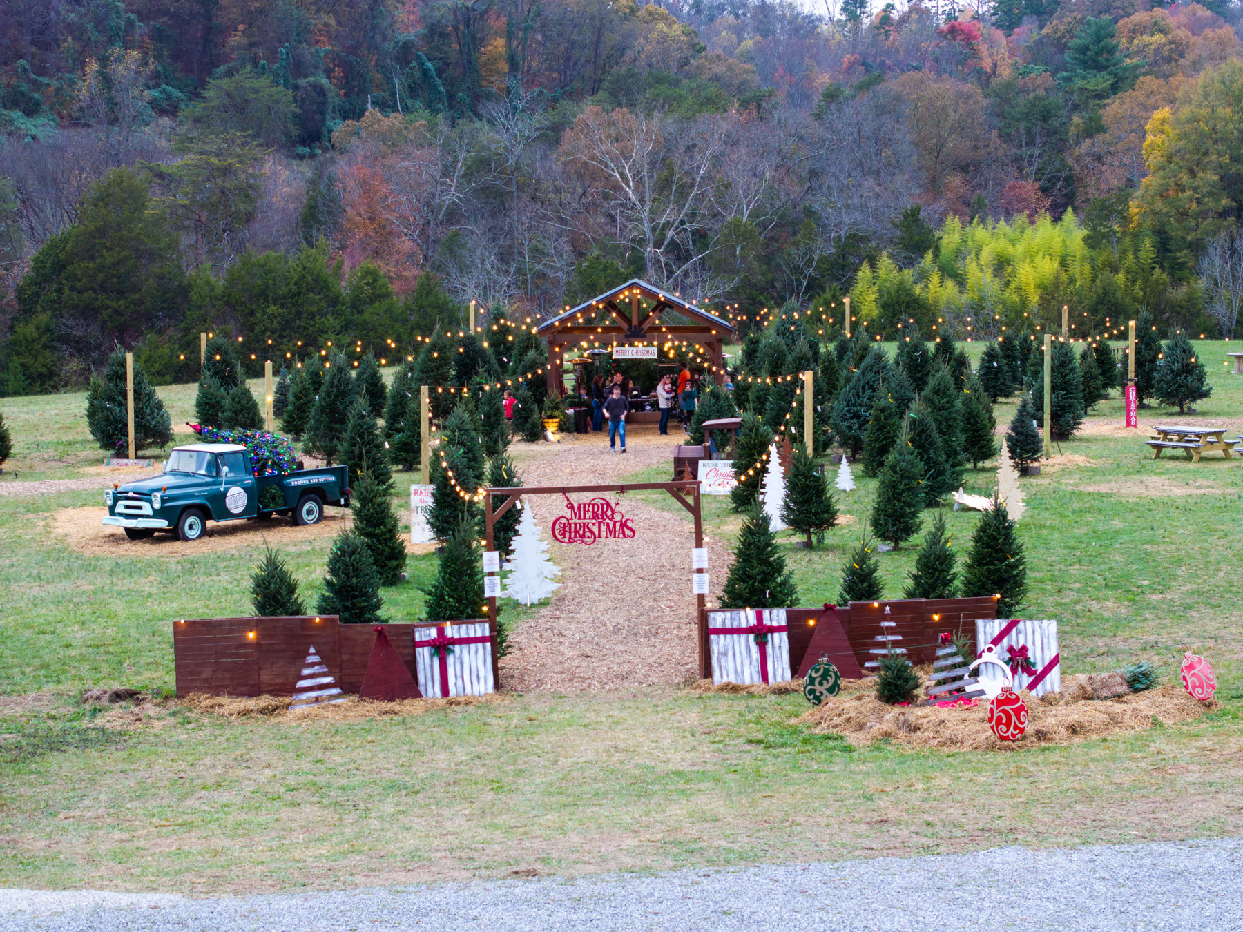 The Raise the Tree lot at dusk, with Fraser Firs, string lights, and the Merry Christmas gate
