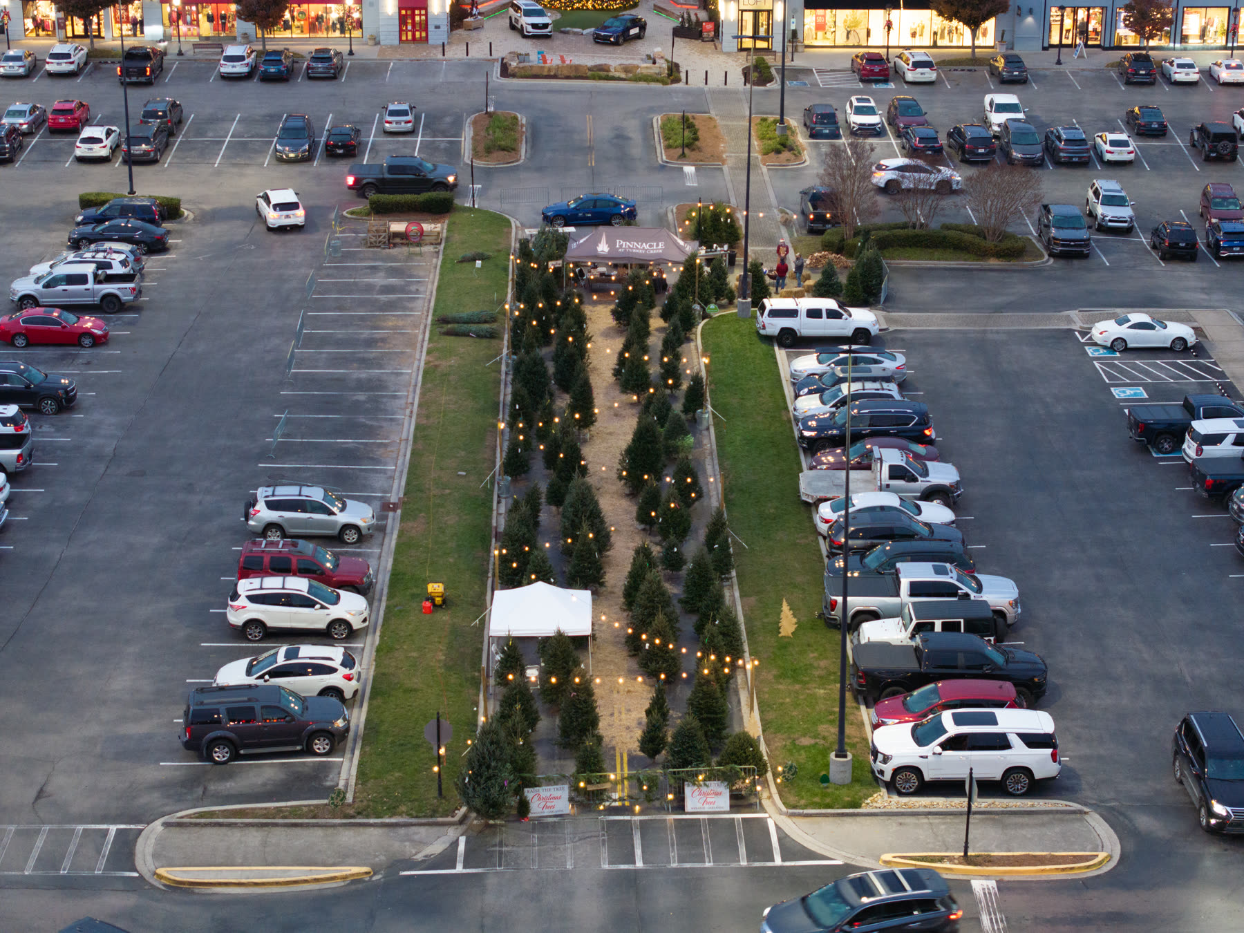 A Raise the Tree pop-up lot of Fraser Firs