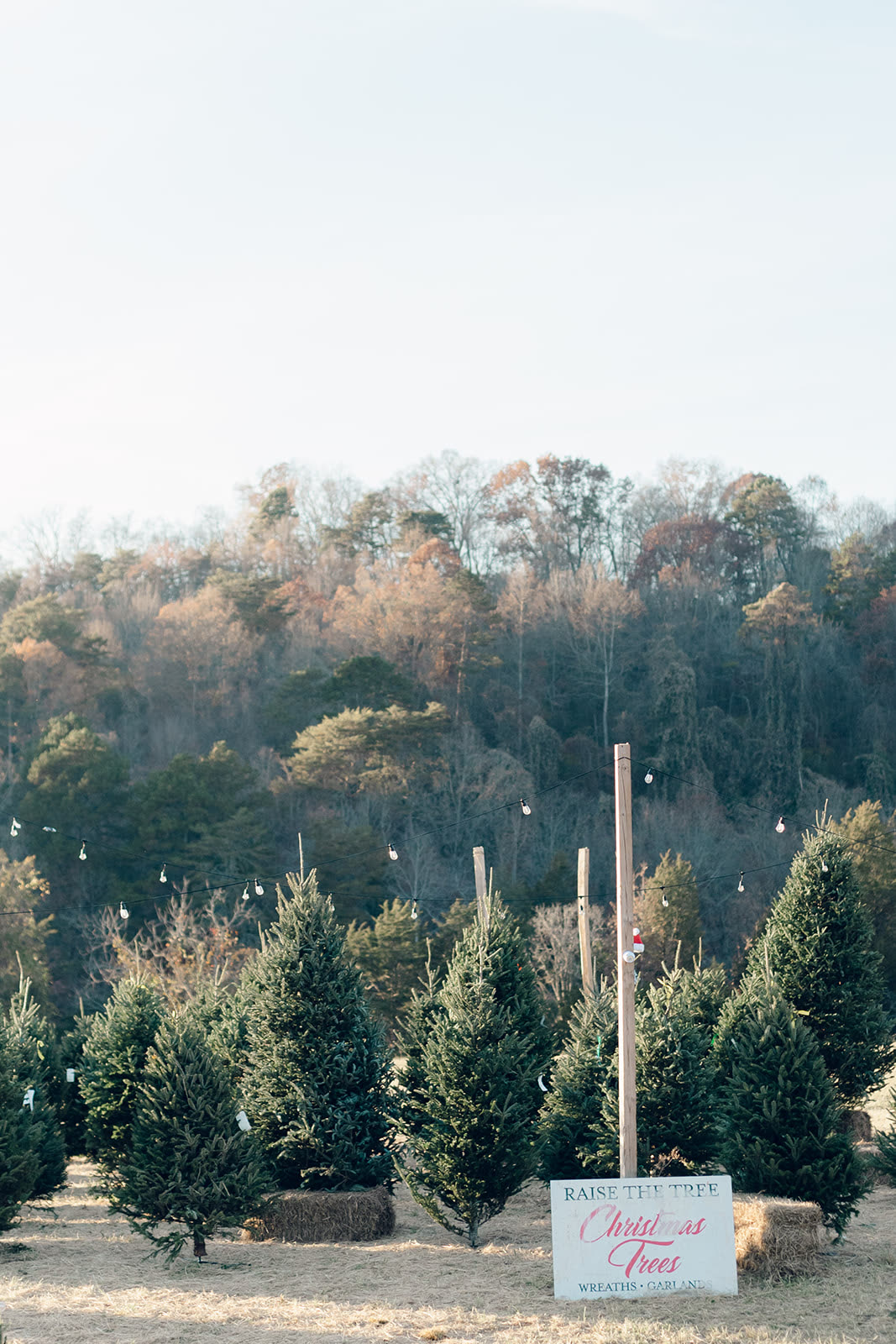 A family moment between the Fraser Firs