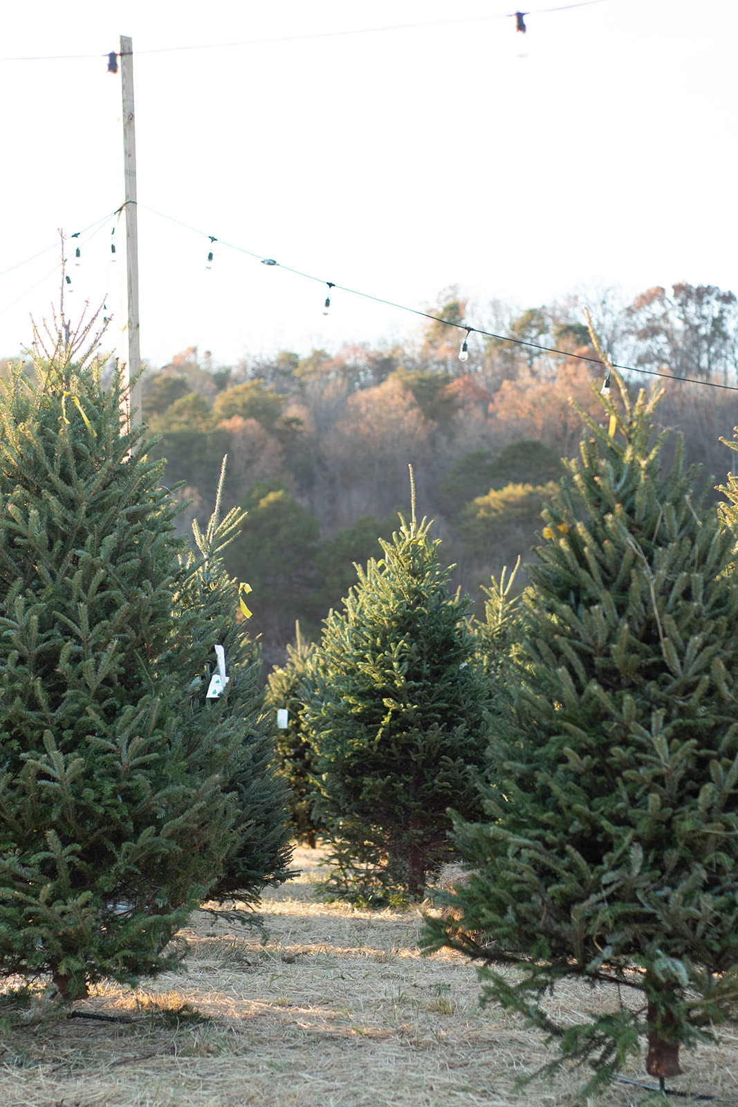 Christmas at the farm in Louisville