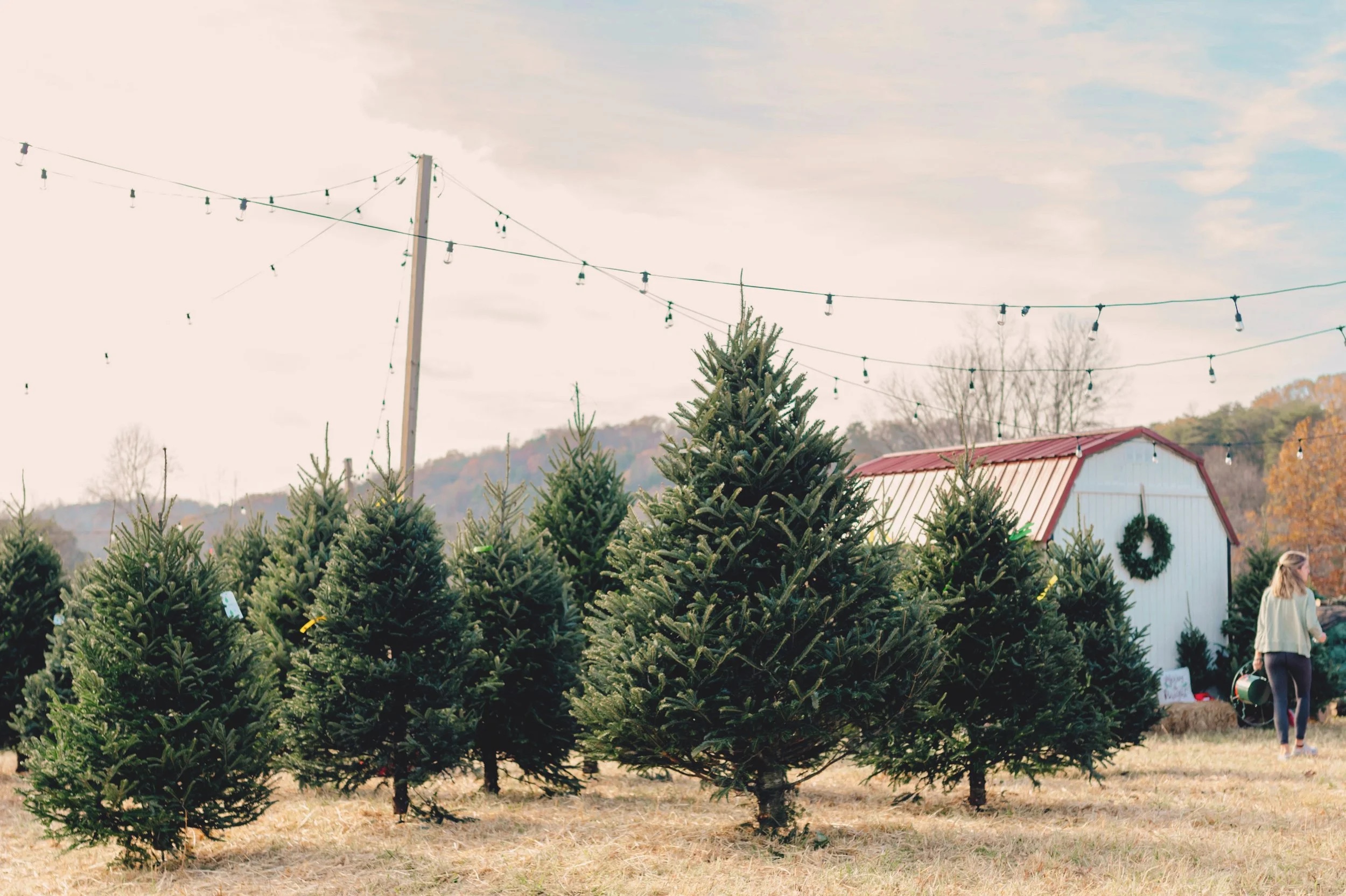 Fraser Firs standing in the lot beside the red-roof shed